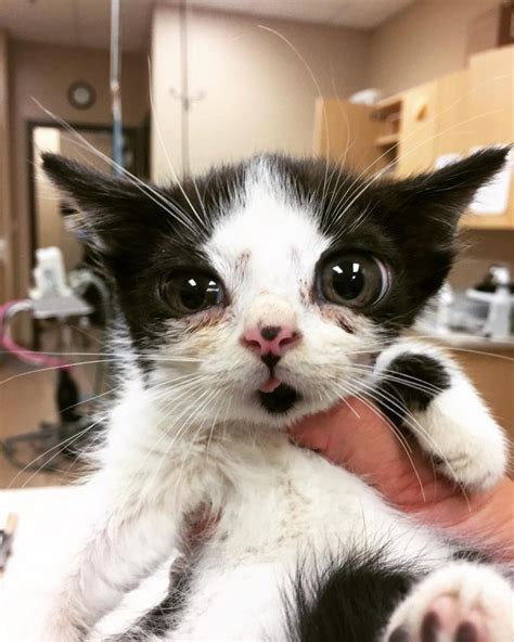 Meet Porg The Cute Kitten With Big Eyes That Was Found