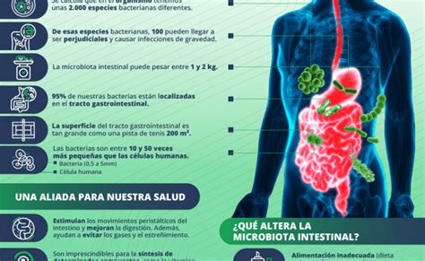 Ilustracion De Infografia Vectorial De La Microbiota Intestinal Humana