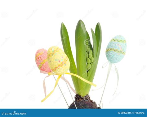 Hyacinth With Easter Eggs Stock Image Image Of Paschal 38802415