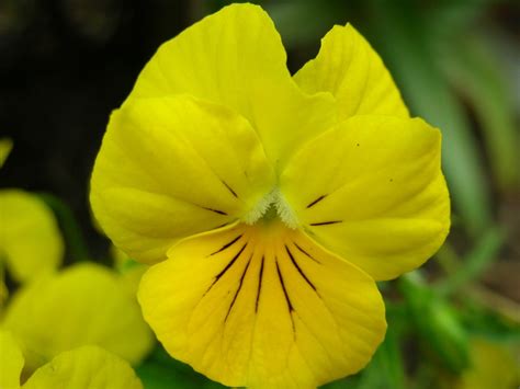 Yellow Pansy Free Photo Download Freeimages