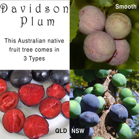 Daleys Fruit Tree Blog November 2015
