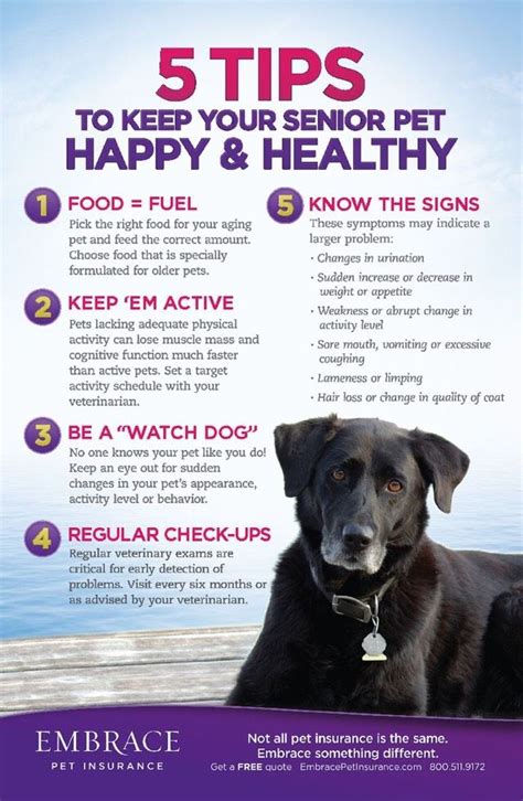 How To Keep A Senior Dog Healthy
