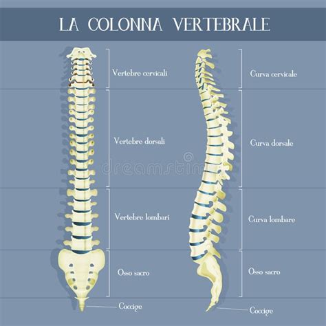 Lista Foto Im Genes De La Columna Vertebral Y Sus Partes Alta 15372