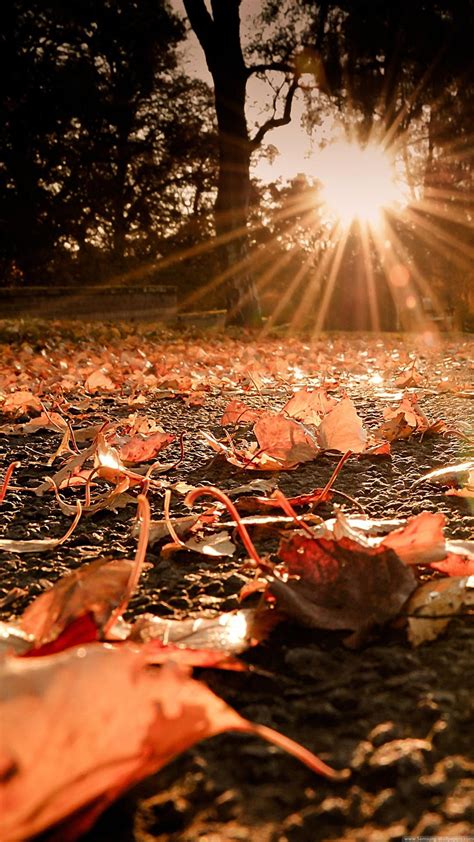 Nature Iphone 6 Plus Wallpapers Autumn Leaves On The Ground Sunset