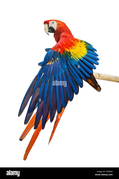 Scarlet Macaw Parrot Bird Hi Res Stock Photography And Images Alamy