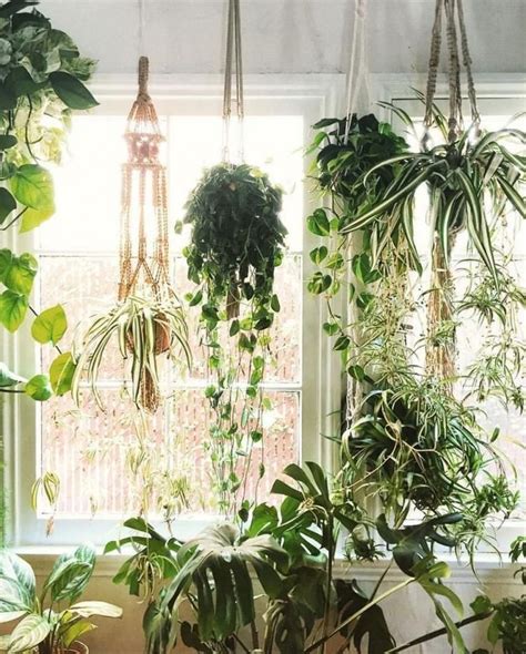 65 Awesome Home Indoor Jungle Design Ideas Hanging Plants Room With