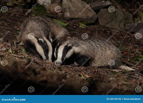 Badgers At Night Stock Photo Image Of Profile Night 244196150