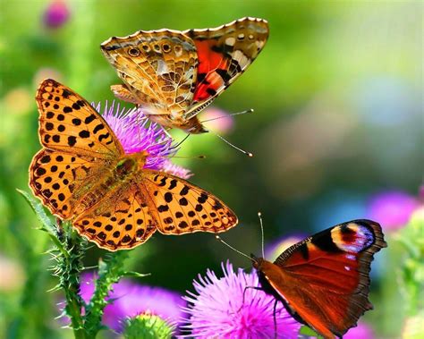 Full Screen Hd Butterfly Wallpapers Wallpaper Cave
