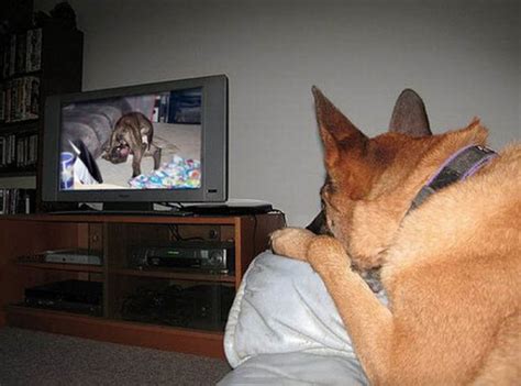 Pets Watching Tv 78 Pics