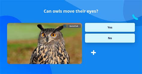 Can Owls Move Their Eyes Trivia Questions Quizzclub