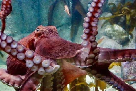 21 Cool Octopus Facts That Are Really Fascinating