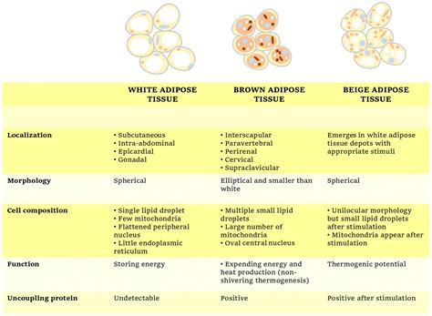 Frontiers Food Ingredients Involved In White To Brown Adipose Tissue
