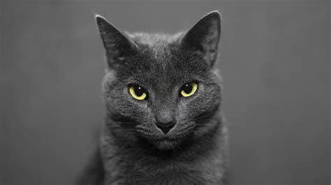 Russian Blue Cat Wallpapers Top Free Russian Blue Cat Backgrounds