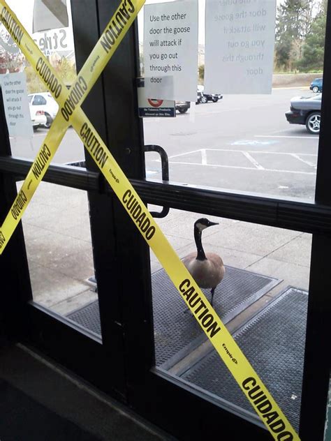 Ww Beware Attack Goose I Dig Hardware Answers To Your Door