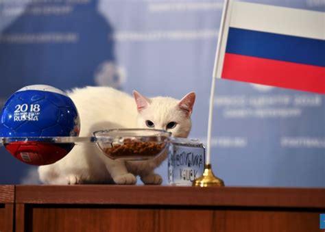 russia s psychic cat achilles picks home team for world cup opener sports