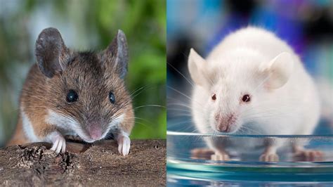 Half a year prior, lord vserad had moved his court there, seeking shelter from approaching nilfgaardian armies. Can 'dirty mice' save animal research? | Science | AAAS