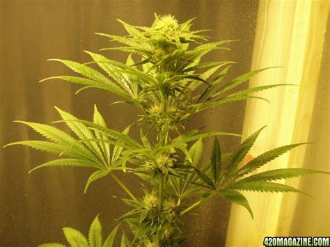 The power plant itself must be useful economically and environmentally. Snow White and PPP ( Pure Power Plant ) 24 days flowering | 420 Magazine