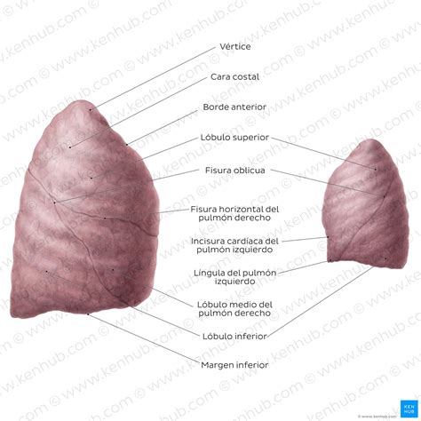 Pulmones Anatomía Estructura Circulación Kenhub