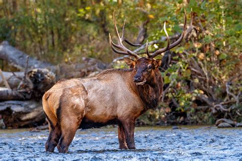 Bull Elk This Is The Dominate Bull Elk In The Oconaluftee Flickr