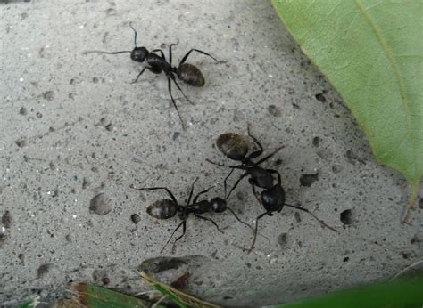 Aacute Pest Control - Carpenter Ant Pictures