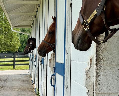 Thoroughbred Heritage Horse Farm Tours Lexington Ce Quil Faut Savoir