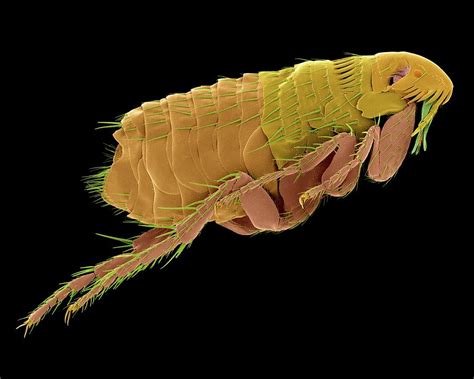 Cat Flea Compared To Dog Fleas Cat Meme Stock Pictures And Photos