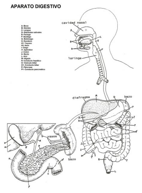 Dibujos De Aparato Digestivo Para Colorear Para Colorear Pintar E