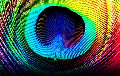 Wallpapers Of Peacock Feathers Hd 2016 Wallpaper Cave