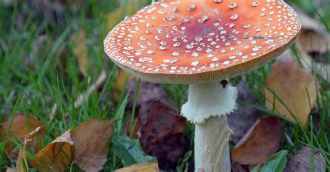 Magic Mushrooms for Depression: New Study Shows Promising Results | Time