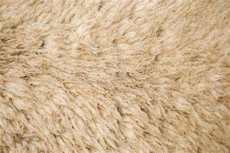 Australian Sheep Wool Stock Photo Image Of Detail Closeup 163366916