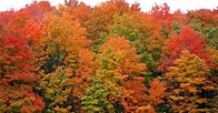 Michigan ranks No. 1 for fall color photography
