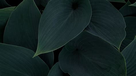 Download Plant Green Dark Leaves Close Up 1920x1080 Wallpaper Full