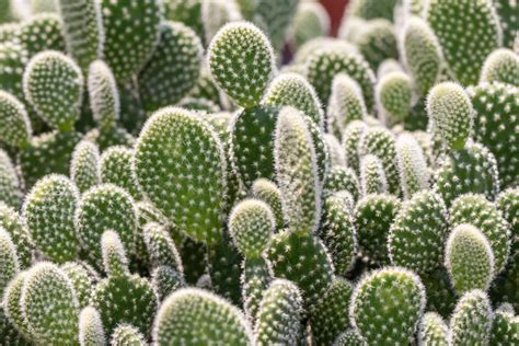Amazing Cactus Plants Plant Galleries