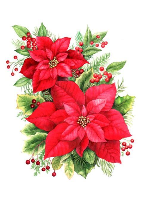 Poinsettias Clip Art Big 700x1087 Christmas Png Винтажные