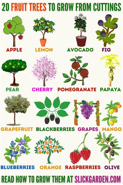 20 Fruit Trees To Grow From Cuttings Indoor Fruit Trees Fruit Tree