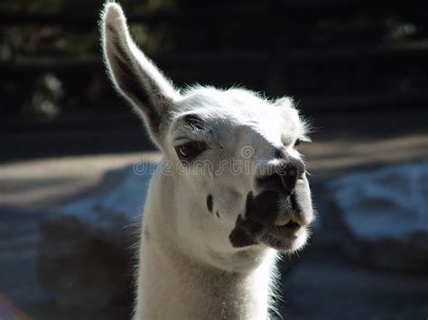 Llama Free Stock Photos And Pictures Llama Royalty Free And Public
