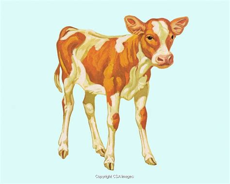 calf illustrations unique modern and vintage style stock illustrations for licensing csa images