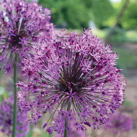 Allium Purple Sensation Bulbs Pack The Home Depot