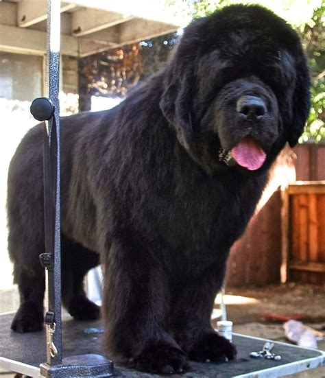 Pin By Stephen Sayad On My Newfies Really Big Dogs Newfoundland Dog