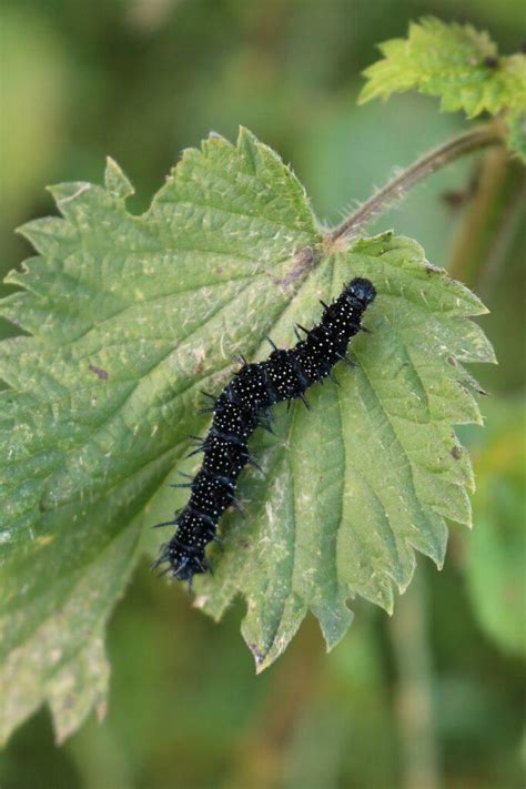 Are Black Spiky Caterpillars Poisonous