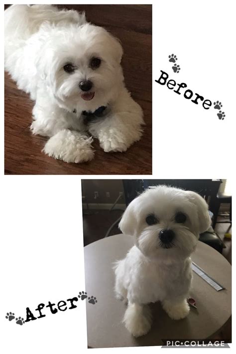 30 Best Maltese Haircuts For Dog Lovers Artofit