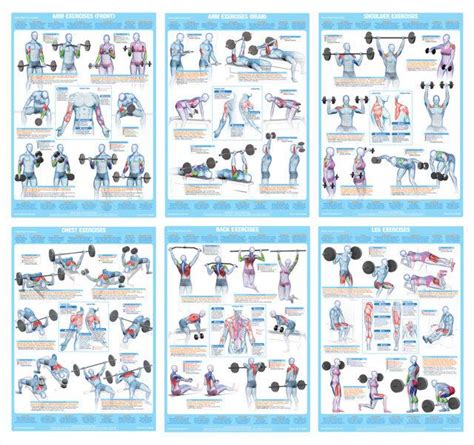 Chest Muscles Weight Training Exercise Chart Chartex Ltd