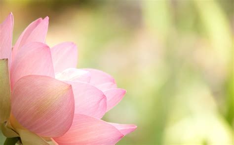 Pictures Of Lotus Flowers Hd Desktop Wallpapers 4k Hd