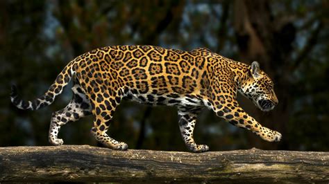 leopard, Side, Animals Wallpapers HD / Desktop and Mobile Backgrounds
