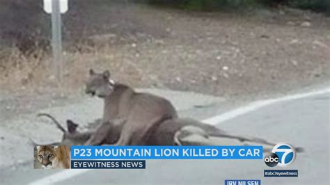 Mountain Lion Hit By Car Killed On Malibu Canyon Road Abc7 Los Angeles