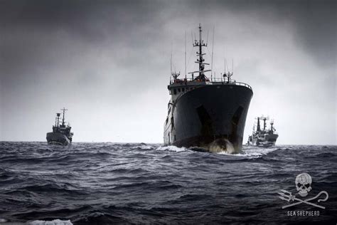Sea Shepherd Uk Sea Shepherd Ship Sam Simon Resupplies Bob Barker