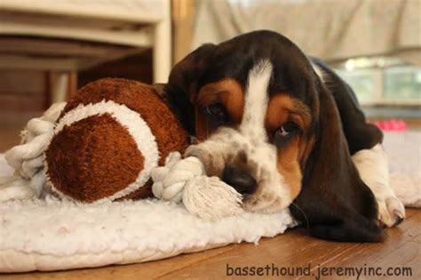 Cute Dogs Cute Basset Hound Dog