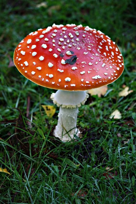 Collection of Lovely Mushroom Pictures | Naldz Graphics