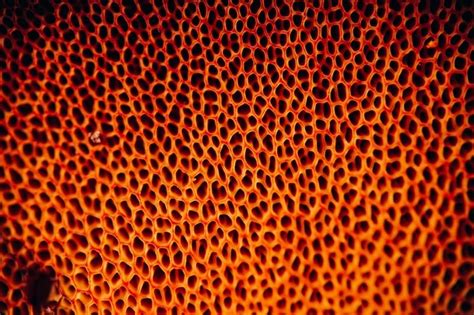 What Is Trypophobia All You Need To Know About The Fear Of Holes The