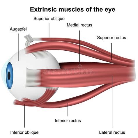 Muscles Of The Human Eye Stock Illustration Illustration Of Lateral